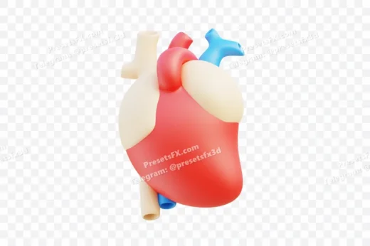Human Heart Organ Model