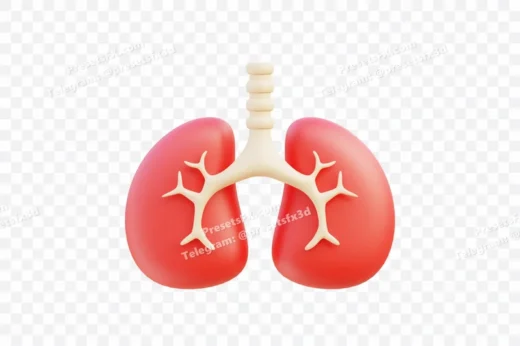 Human Lung Anatomy Model
