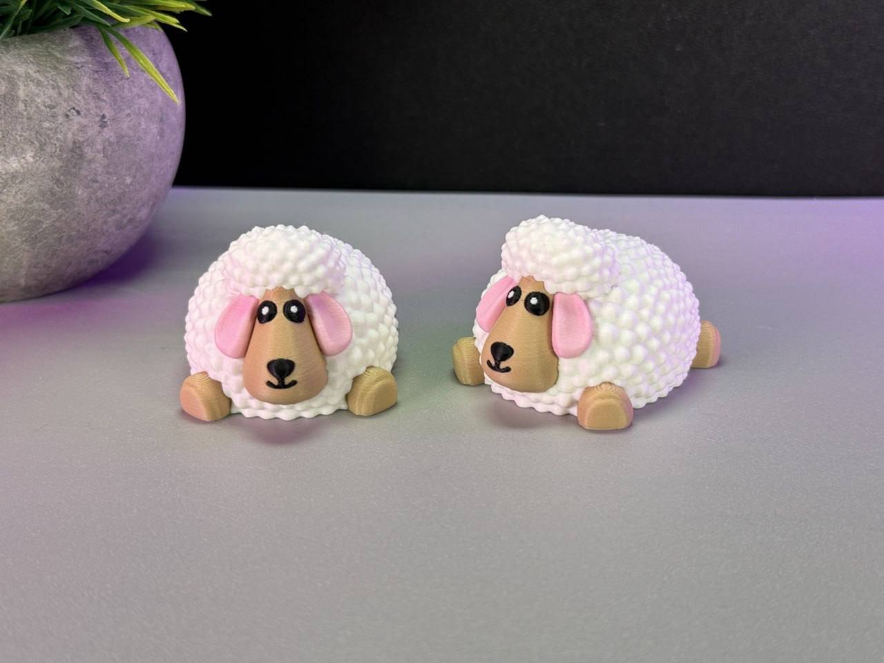 cute sheep